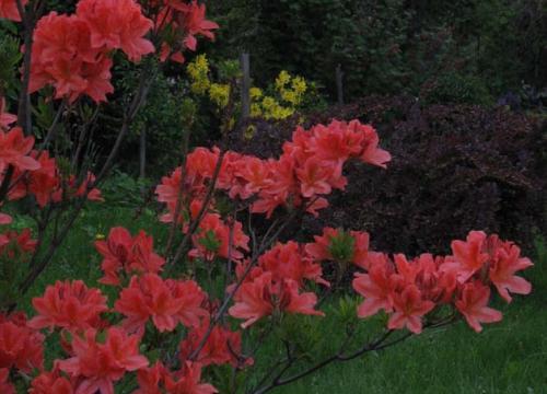 azalie.jpg